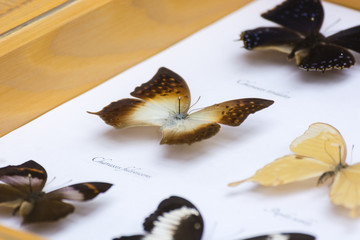 Illustration of butterflies under glass.