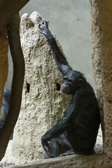 Fototapeta na wymiar Chimpanzee leaning on glass.