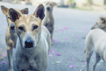 Closeup face of stray dogs in the streets.
