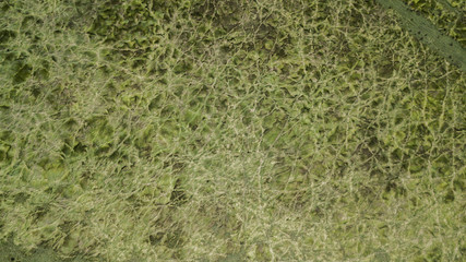 Country agricultural and farming field.