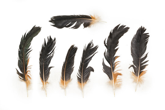 Chicken Feathers Set, Isolated on White Background