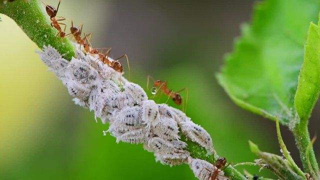 The ants feed on honeydew from mealy bugs