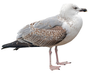 Marine gull on rest isolated on white