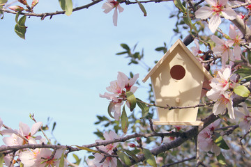 Naklejka premium Little birdhouse in spring over blossom cherry tree.