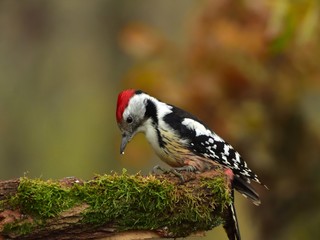 The middle spotted woodpecker (Dendrocopos medius)