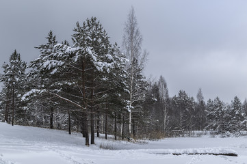 Winter pine forest and lake