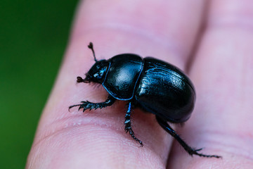Closeup of a large blue and black dor beetle
