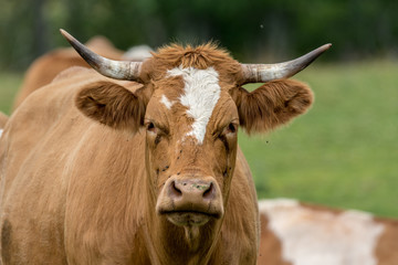 Closeup of a white and brown bull looking into the camera