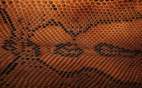snake skin pattern