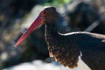 juvenile black stork Ciconia nigra