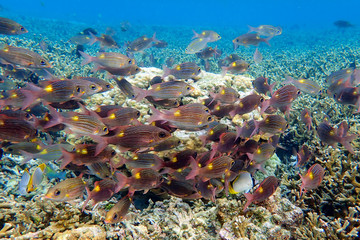 Fototapeta na wymiar Group of fish Gnathodentex aurolineatus - Fusilier fish