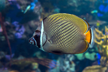 Naklejka na ściany i meble Redtail butterflyfish (Chaetodon collare) in the indian ocean
