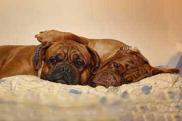 Beautiful Big Dog - Dogue de Bordeaux - French Mastiff