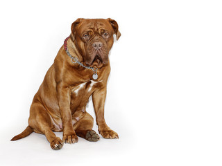 Beautiful Big Dog - Dogue de Bordeaux - French Mastiff