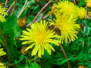 Spring garden at home, countryside. Village territory in sunny day 