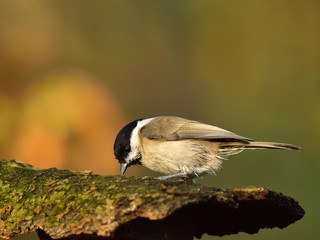 Obraz premium The marsh tit (Poecile palustris) on a tree