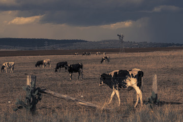 Australian cows on the farm during the day.