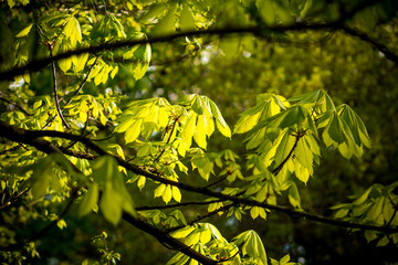 fresh green leaves on a spring of a chestnut tree on a sunny day in the early spring season. The life cycle begins again.