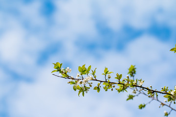 apple flowers in spring blossom, by soft  sunlight. Spring floral background. apple tree branch in the sunny garden. Selective focus. Early april time. Copy space. 