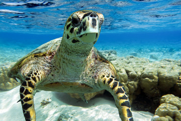 Fototapeta premium Hawksbill sea turtle swimming in Indian ocean in Maldives
