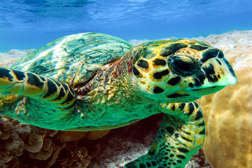 Fototapeta premium Hawksbill sea turtle swimming in Indian ocean in Maldives, close up