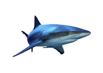 Fototapeta premium Rekin na białym tle. Grey Reef Shark wyłącznik na białym tle