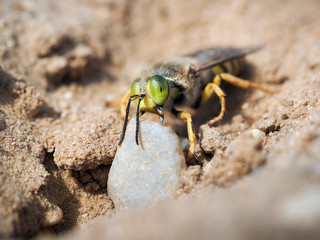Sand wasp dragging a huge stone