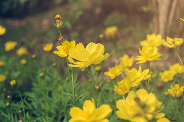 A bee find honeydew in the pollen of flower, Close-up of Cosmos and yellow starship flower on the wayside, Macro of flower in the garden on morning.