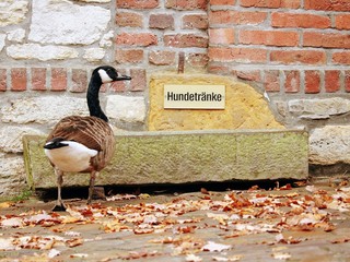 Durstige Ente kann nicht lesen