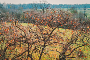 Albero Invernale dei Cachi