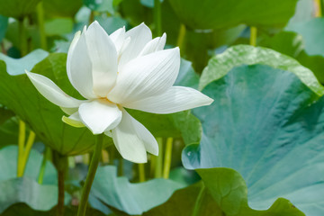 lotus blanc 