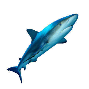Grey Reef Shark isolated cutout on white background  