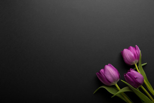 Fototapeta Colorful spring tulips flowers on black background. Top view with copy space. Three pink tulips isolated on black