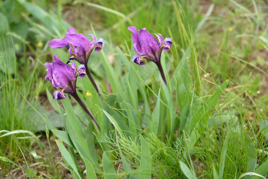 Dwarfish wild-growing irises (Iris pumila L.) in the spring steppe. Kalmykia