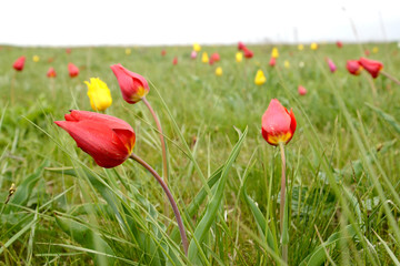 The blossoming steppe tulips. Kalmykia