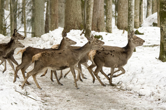 Fototapeta Wildwechsel