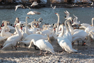 Fütterung von Schwänen und Enten am Flussufer der Isar im Winter