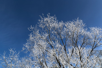hoarfrost on trees in frost and the sun