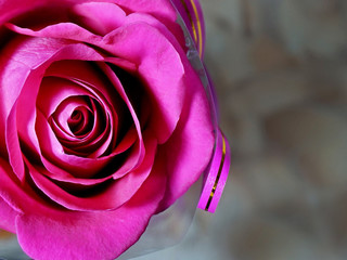 Flowers. Rose flower.