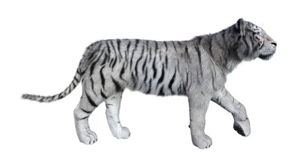 3D Rendering White Tiger on White