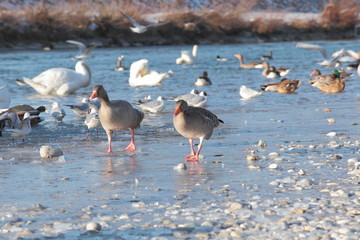 zwei Graugänse am gefrorenen Flussufer mit anderen Wasservögeln im Hintergrund