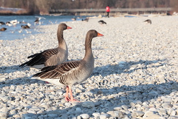 zwei Graugänse auf Kies am Flussufer