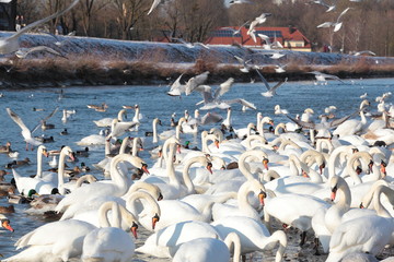 Fütterung von Schwänen und Enten am Flussufer der Isar im Winter