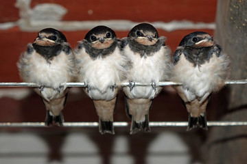 Les jeunes hirondelles © penhouet89