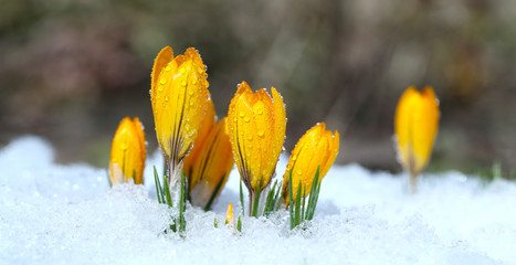 Flowers grow under snow on a spring sunny day. Crocuses yellow are the first flowers for Easter.