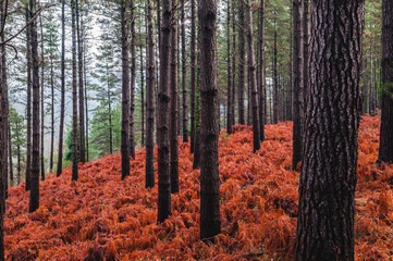 Forêt de pins - Pays Basque