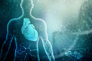 3d illustration  Anatomy of Human Heart 