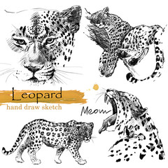Leopard hand draw sketch. Wild animal illustration. © Елена Фаенкова