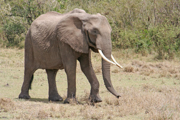 Fototapeta na wymiar Elefant im Nationalpark