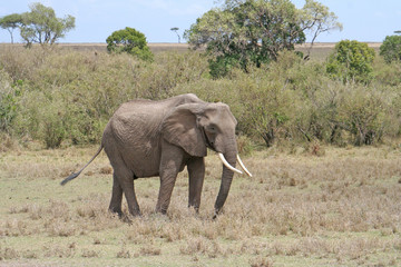 Elefant im Nationalpark